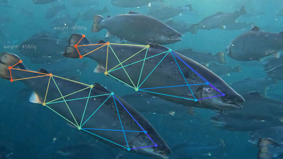 Ved bruk av undervannskameraer og kunstig intelligens beregnes biomasse og å telling av fisk.