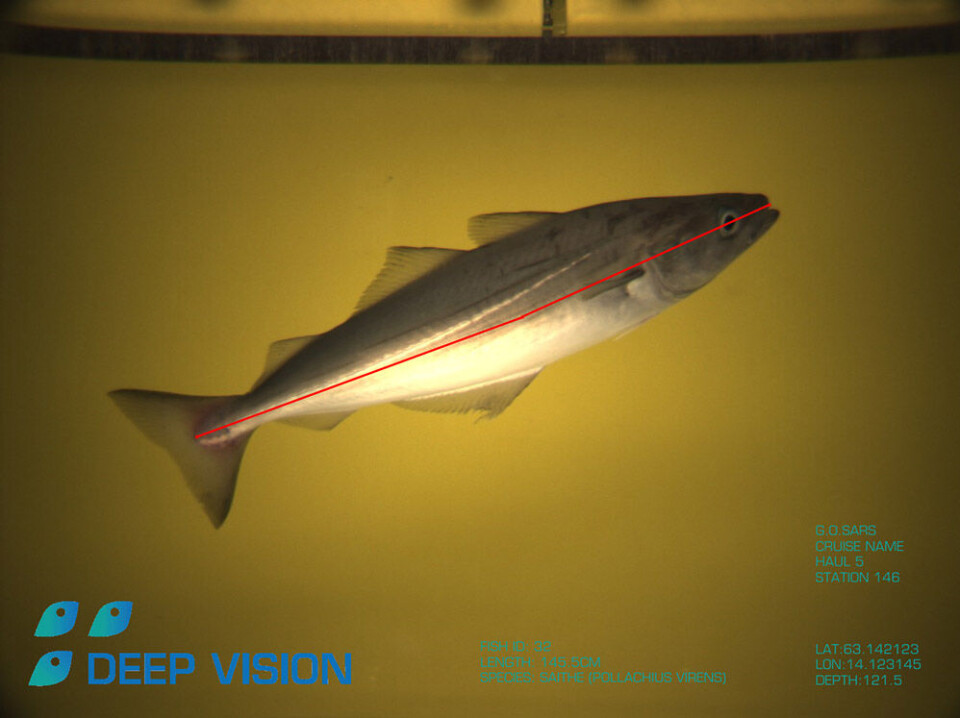 Skjermdump fra Deep Vision med lengdemåling av fisk. (Foto: Scantrol Deep Vision AS)