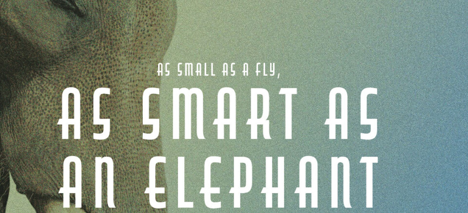 Liten som en flue, smart som en elefant
