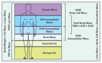 Figur 2. Sammensetning av menneskekroppen.