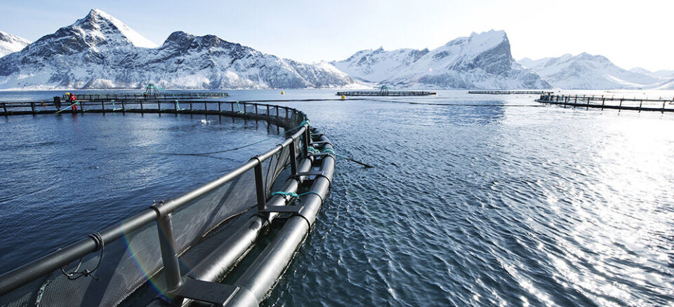 Foto: Johan Wildhagen/Norwegian Seafood Council