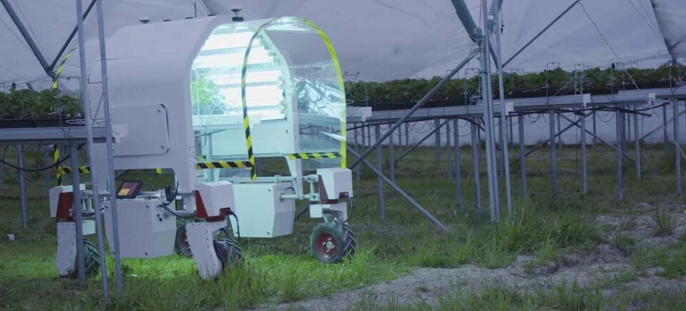 Om 10 år er kanskje menneskehender byttet ut med robothender i jordbærplukkingen. Landbruksroboten Thorvald er igang med å lyse på jordbærplanter for å hindre sykdom. Snart kan kanskje Thorvald også plukke jordbær. Foto: DifferMedia