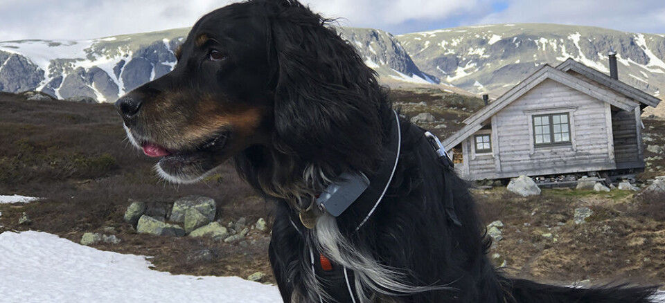 Den store skrekken for mange hundeiere er at kjæledyret stikker av. Sammen med DyreID lanserer Telenor Mitt Spor, en sporingstjeneste som gir deg full oversikt over hvor kjæledyret befinner seg. Foto: Siri Kalager.