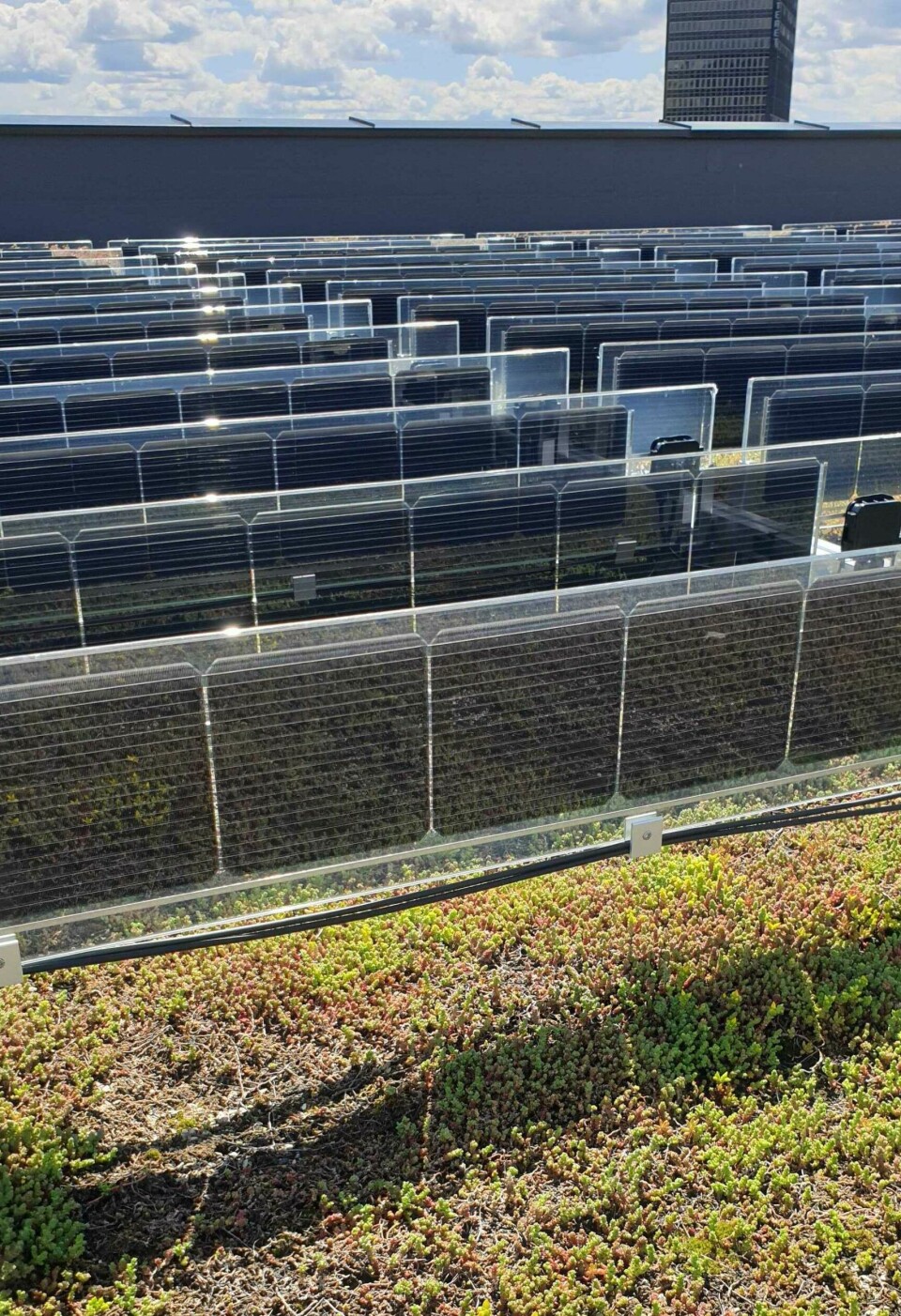 De vertikalstilte solcellepanelene kan lett kombineres med «grønne tak», ettersom de ikke dekker plantene.
