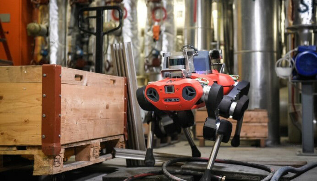 Dette er ANYmal C fra ANYbotics, en robust robot som er designet for å operere i samme omgivelser som mennesker. Det omfatter krevende og ulendte terreng som havvindparker, offshoreinstallasjoner, gruver, samt andre industrielle fasiliteter med mange hindringer i veien.